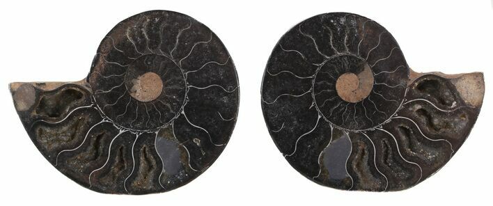 Split Black/Orange Ammonite Pair - Unusual Coloration #55560